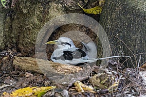 Mother and baby tropical shearwater bird cousin island seychelles