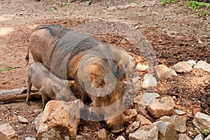 Mother and Baby Warthogs