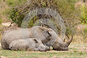 Mother and baby White Rhinoceros (Ceratotherium simum), resting in bush in South Africa