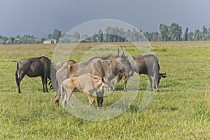 A mother and baby wildebeest (Gnu) standing in with other wildebeest