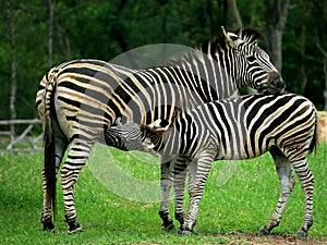 Mother and a baby Zebra