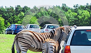 Mother - and baby - Zebra