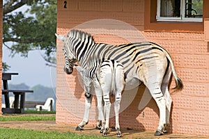 Mother and baby Zebra in front of house in Umfolozi Game Reserve, South Africa, established in 1897 photo