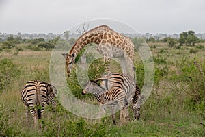 A mother and baby zebra grazing on green grass.  There is also a giraffe in the background.  Location: Kruger National Park, South