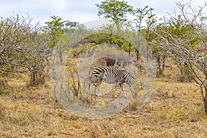 Mother and baby zebra Kruger National Park safari South Africa