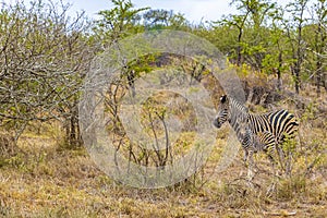 Mother and baby zebra Kruger National Park safari South Africa