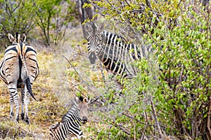 Mother and baby zebra Kruger National Park safari South Africa