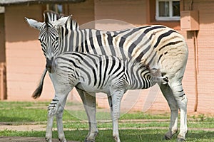 Mother and baby Zebra standing in front of house in Umfolozi Game Reserve, South Africa, established in 1897 photo