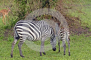 Mother and Baby Zebra in the Wilds