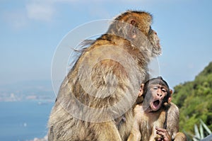 Mother Barbary ape with her infant - Gibraltar.