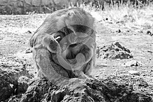 A mother Barbary Macaque monkey, with its young baby, sitting and embracing on a rock, Morocco