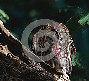 Mother Barred Owl with prey for its Baby