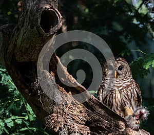 Mother Barred Owl with prey for its Baby