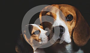 Mother Beagle dog with her little puppy baby dog offspring portrait