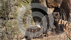 Mother bear and babies at the den