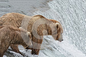 Mother Bear catching Salmon at the top of the waterfalls while t