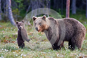 Mother bear and cub