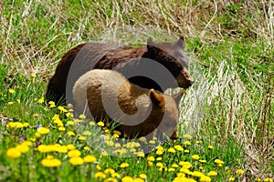 Mother bear and cub strolling through high grass and dandelion flowers in spring