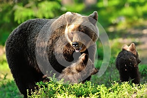 Mother bear with cubs