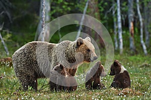 Mother bear and cubs