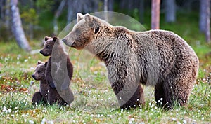 Mother bear and cubs