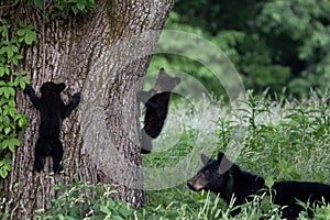 Mother bear and 2 cubs