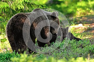 Mother bear with cubs. Momma bear with cubs. photo