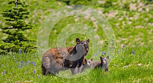 Mother bear and cubs photo
