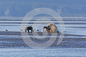 Mother Bear and Cubs on a Mudflat