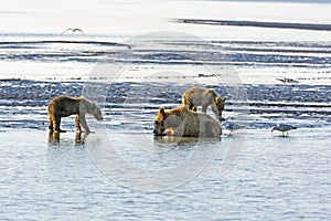 Mother Bear and Cubs on a Tidal Flat