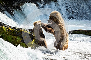 Mother bear disciplines cub stealing her fish