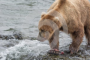 Mother Bear eats the blubber of a salmon she has just caught at