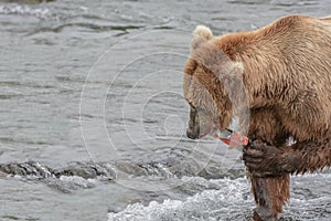 Mother Bear eats the blubber of a salmon she has just caught at the top of a waterfall - Brook Falls - Alaska