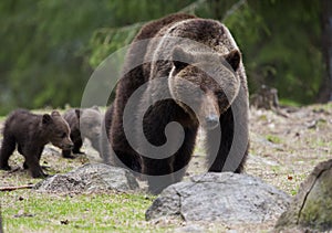 The mother bear with her small cubs