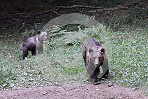 Mother bear and its cub