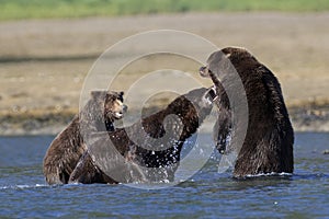 Mother Bear protecting cub bear from boar