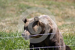 Mother bear sitting on green grass