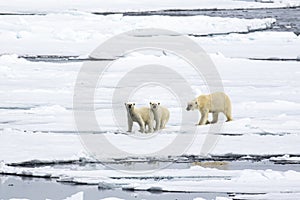 Mother bear with two polar bear cubs, on the ice, north of Svalbard in the Arctic