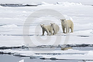 Mother bear with two polar bear cubs, on the ice, north of Svalbard in the Arctic