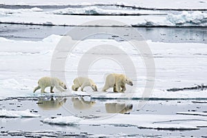 Mother bear with two polar bear cubs, on the ice, north of Svalbard in the Arctic