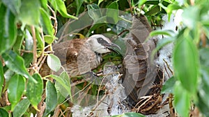 Mother bird feeding bapy birds in a nest of yellow-vented bulbul Pycnonotus goiavier