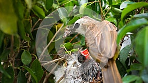 Mother bird feeding bapy birds in a nest of yellow-vented bulbul Pycnonotus goiavier