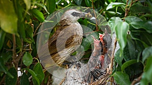 Mother bird feeding bapy birds in a nest of yellow-vented bulbul Pycnonotus goiavier