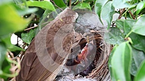 Mother bird feeding bapy birds in a nest of  yellow-vented bulbul Pycnonotus goiavier or eastern yellow-vented is a kind of bird