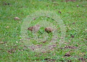 Mother Bird Feeding Her Baby