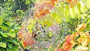 Mother bird feeds hatchlings in the nest, honeybird