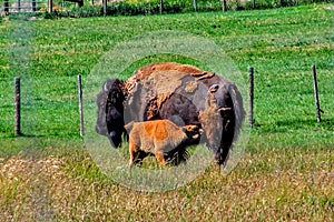 Mother Bison Nursing Baby Calf in Utah