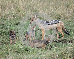 Mother black-backed jackal standing with three cubs