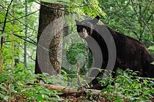 Mother Black Bear in Cades Cove GSMNP