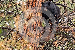 A Mother Black Bear Sow and Her COY Cub in a Pine Tree